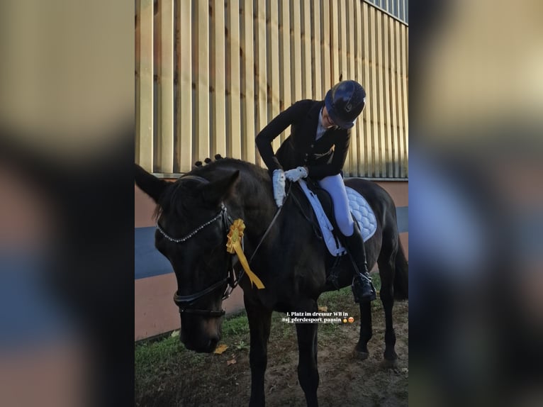 Deutsches Sportpferd Wallach 18 Jahre 165 cm Brauner in Hennigsdorf