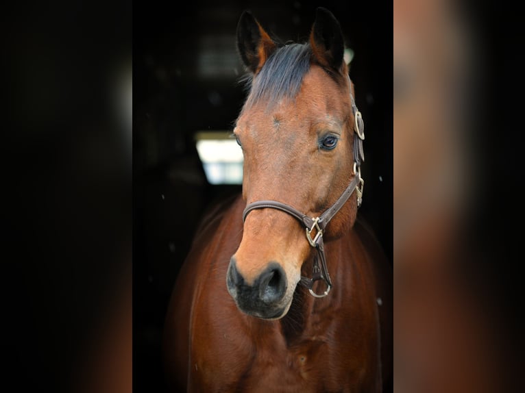 Deutsches Sportpferd Wallach 18 Jahre 167 cm Brauner in Fraunberg