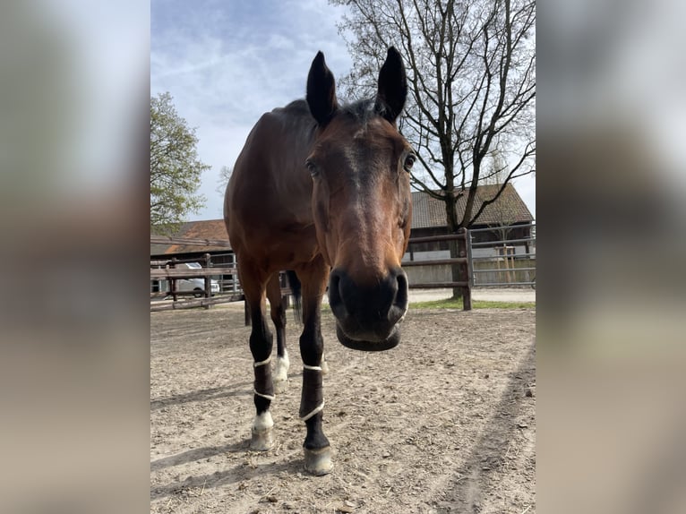Deutsches Sportpferd Wallach 18 Jahre 167 cm Brauner in Holzkirchen