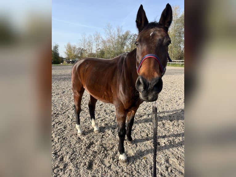 Deutsches Sportpferd Wallach 18 Jahre 167 cm Brauner in Holzkirchen