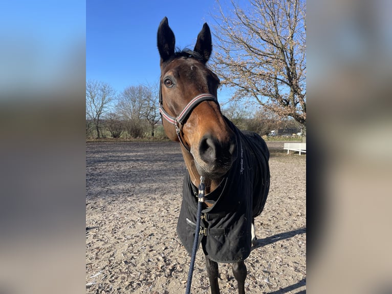 Deutsches Sportpferd Wallach 18 Jahre 167 cm Brauner in Holzkirchen
