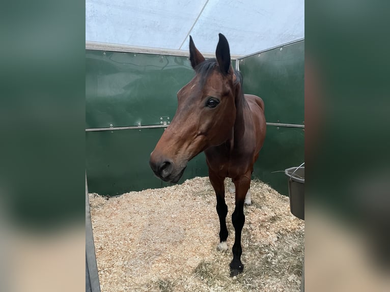 Deutsches Sportpferd Wallach 18 Jahre 167 cm Brauner in Holzkirchen