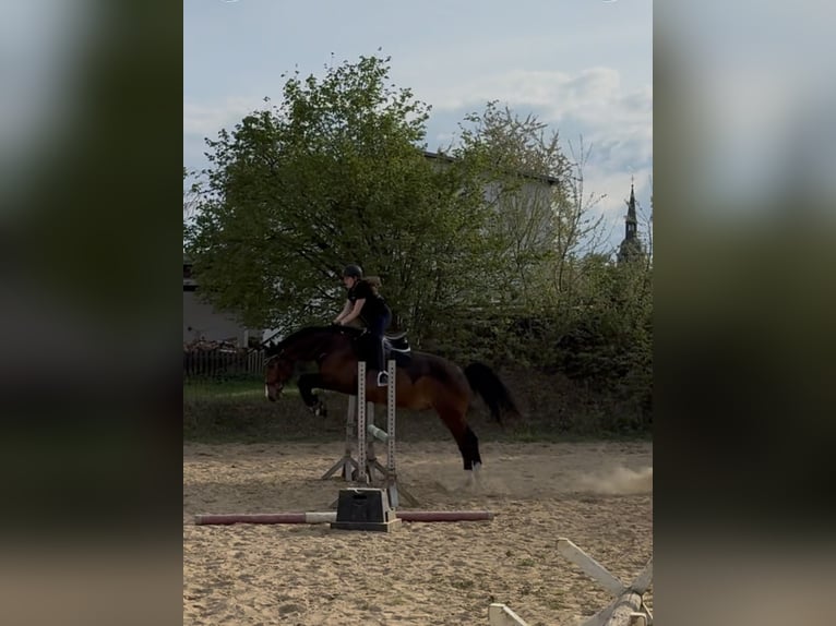 Deutsches Sportpferd Wallach 18 Jahre 168 cm Brauner in Ranstadt