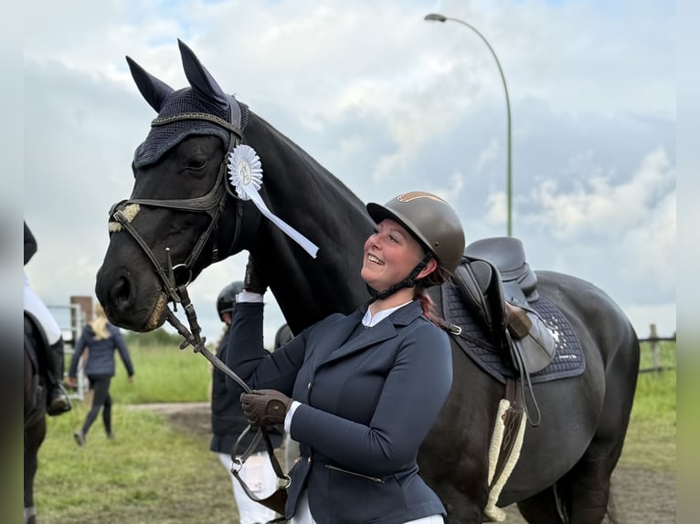 Deutsches Sportpferd Wallach 18 Jahre 169 cm Schwarzbrauner in Castrop-Rauxel