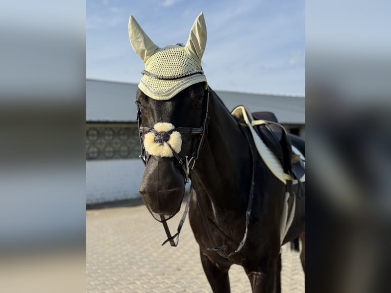Deutsches Sportpferd Wallach 18 Jahre 169 cm Schwarzbrauner in Castrop-Rauxel