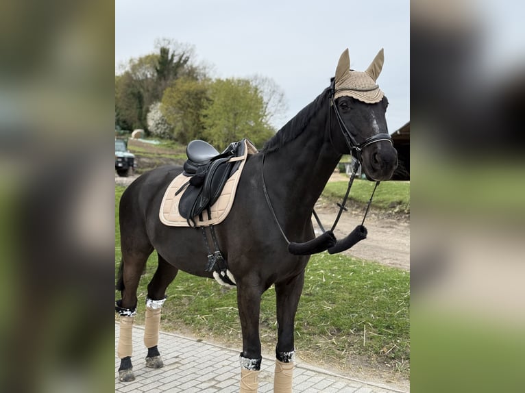 Deutsches Sportpferd Wallach 18 Jahre 169 cm Schwarzbrauner in Castrop-Rauxel