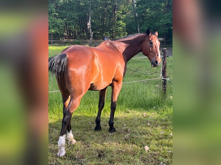 Deutsches Sportpferd Wallach 18 Jahre 170 cm Brauner in Gestüt Pichersee Kraussnick Gross-Wasserburg