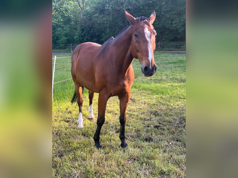 Deutsches Sportpferd Wallach 18 Jahre 170 cm Brauner in Gestüt Pichersee Kraussnick Gross-Wasserburg