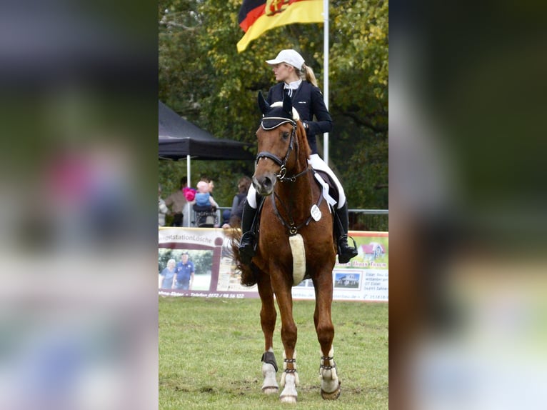 Deutsches Sportpferd Wallach 18 Jahre 177 cm Fuchs in Lutherstadt WittenbergLutherstadt Wittenberg