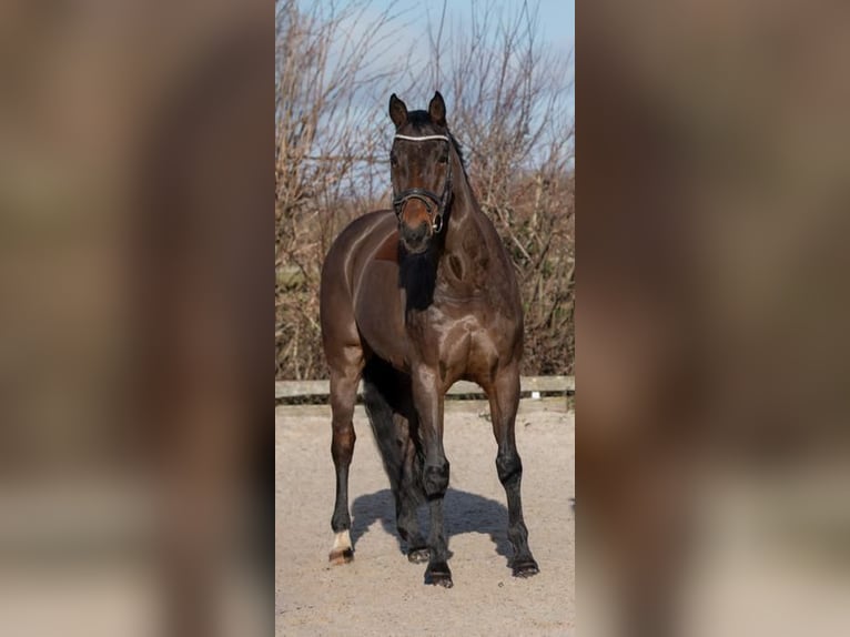 Deutsches Sportpferd Wallach 18 Jahre 178 cm Brauner in Elsdorf