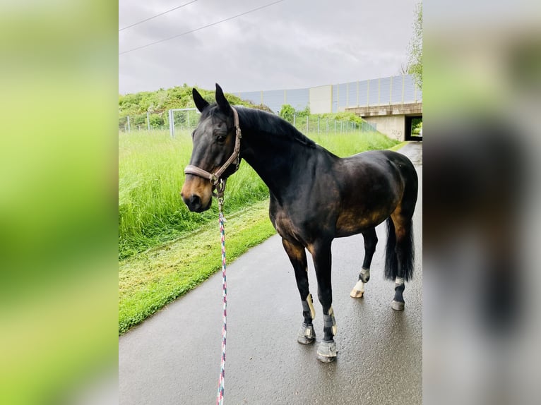 Deutsches Sportpferd Wallach 19 Jahre 165 cm Dunkelbrauner in Bovenden