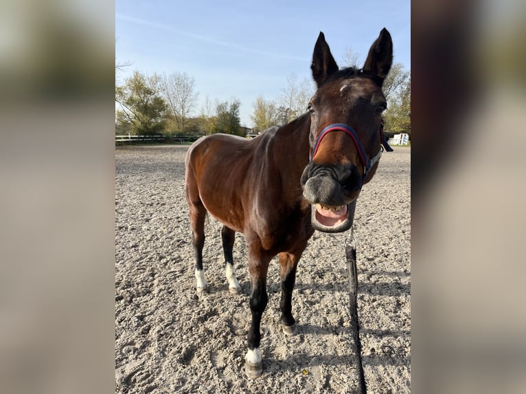Deutsches Sportpferd Wallach 19 Jahre 167 cm Brauner in Holzkirchen