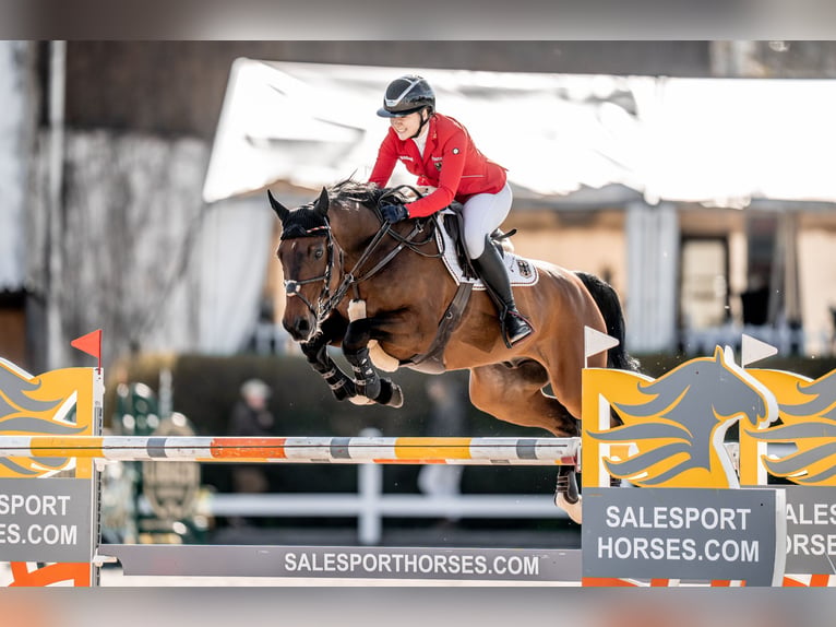 Deutsches Sportpferd Wallach 19 Jahre 167 cm Brauner in Aying