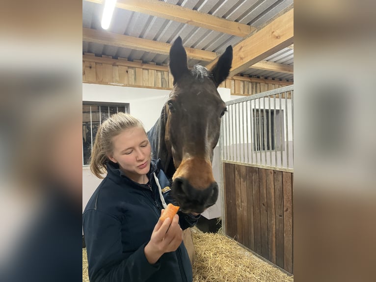 Deutsches Sportpferd Wallach 19 Jahre 167 cm Brauner in Holzkirchen