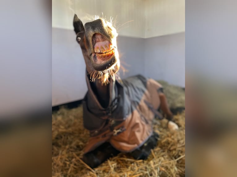 Deutsches Sportpferd Wallach 19 Jahre 167 cm Brauner in Holzkirchen