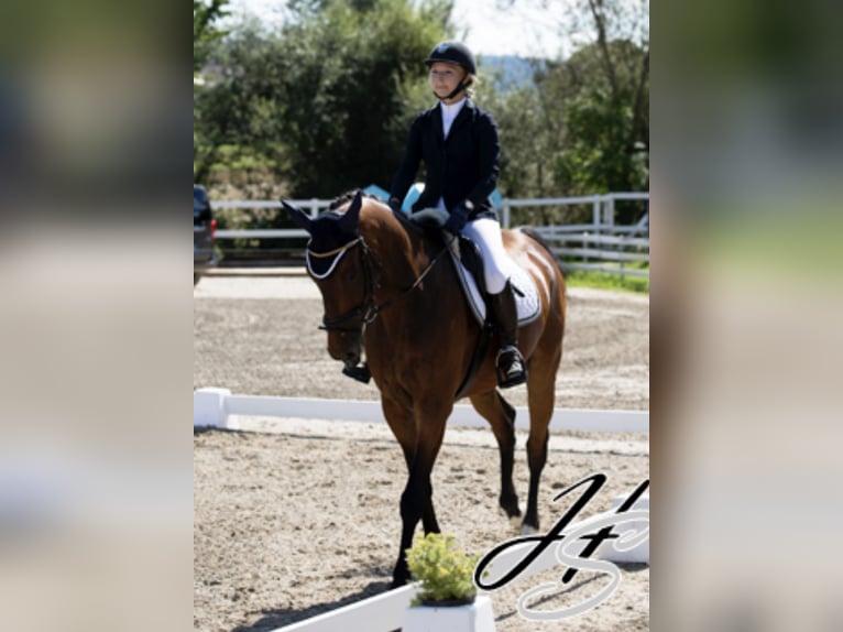 Deutsches Sportpferd Wallach 19 Jahre 167 cm Brauner in Wiesendangen