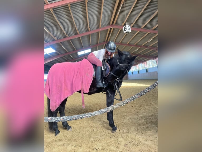 Deutsches Sportpferd Wallach 19 Jahre 170 cm Rappe in Xanten