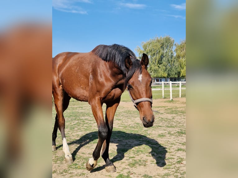 Deutsches Sportpferd Wallach 1 Jahr 160 cm  in Heteborn
