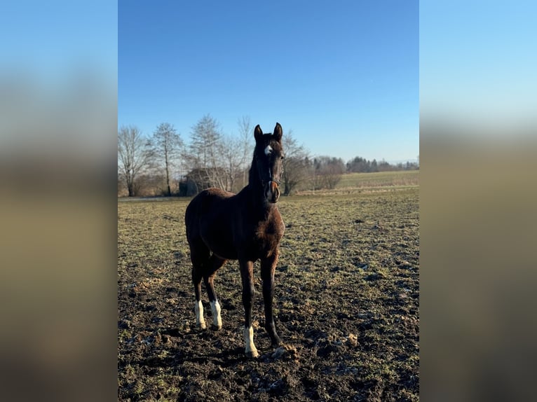 Deutsches Sportpferd Wallach 1 Jahr 170 cm Dunkelbrauner in Sch&#xF6;llnach