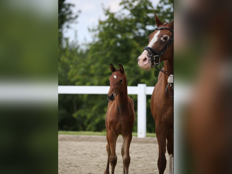Deutsches Sportpferd Wallach 1 Jahr 175 cm Brauner in ARTERN