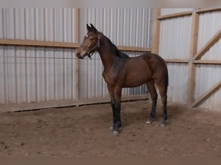 Deutsches Sportpferd Wallach 1 Jahr 175 cm Brauner in ARTERN