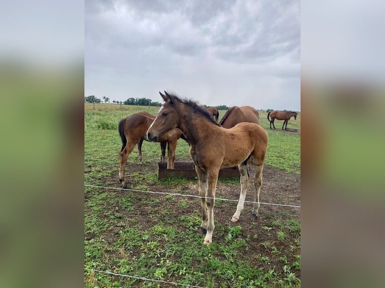 Deutsches Sportpferd Wallach 1 Jahr Brauner in Rhinow