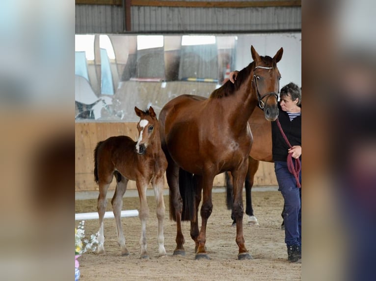 Deutsches Sportpferd Wallach 1 Jahr Brauner in Rhinow