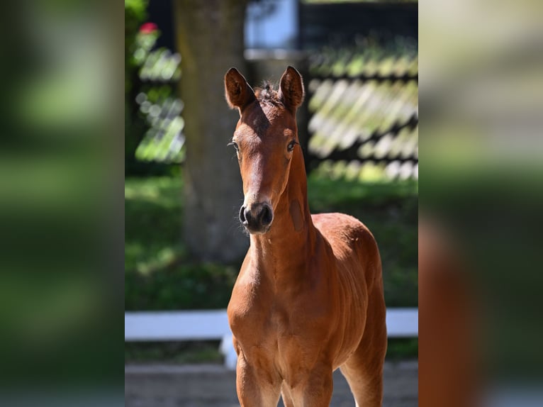 Deutsches Sportpferd Wallach 1 Jahr Dunkelbrauner in Postmünster Deutsches Sportpferd Wallach 1 Jahr Dunkelbrauner in Postmünster