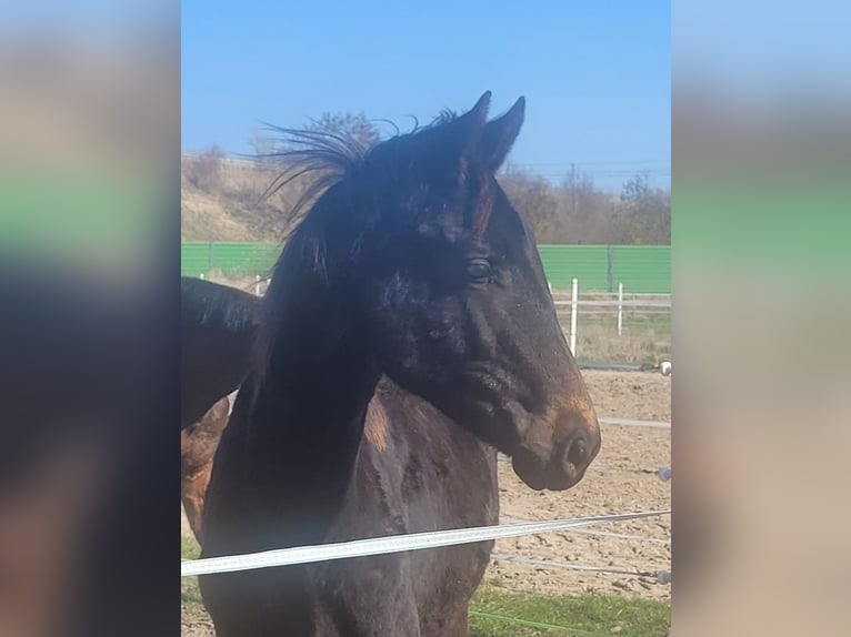 Deutsches Sportpferd Wallach 1 Jahr Dunkelbrauner in Wustermark