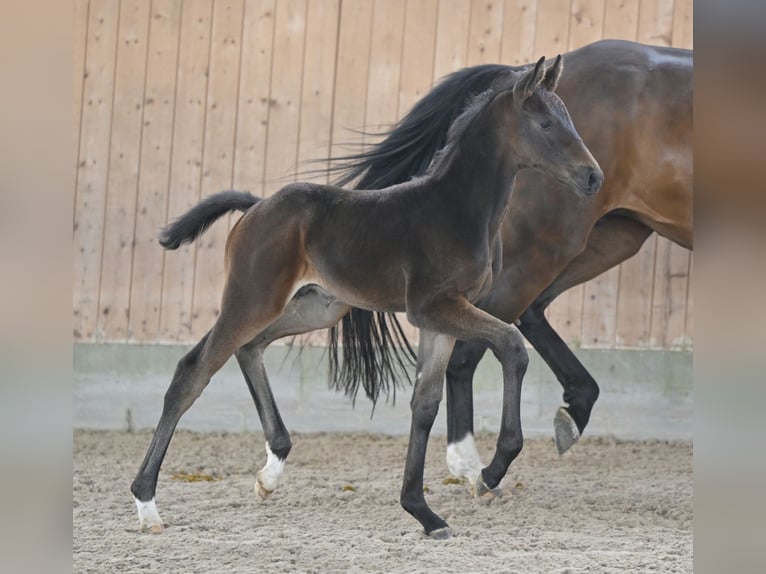 Deutsches Sportpferd Wallach 1 Jahr Dunkelbrauner in Wustermark