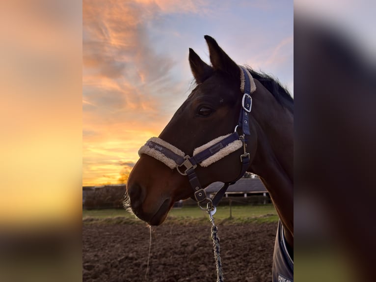 Deutsches Sportpferd Wallach 20 Jahre 168 cm Brauner in Wiesbaden