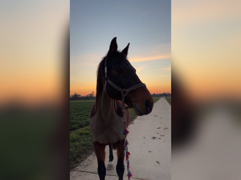 Deutsches Sportpferd Wallach 20 Jahre 168 cm Brauner in Wiesbaden