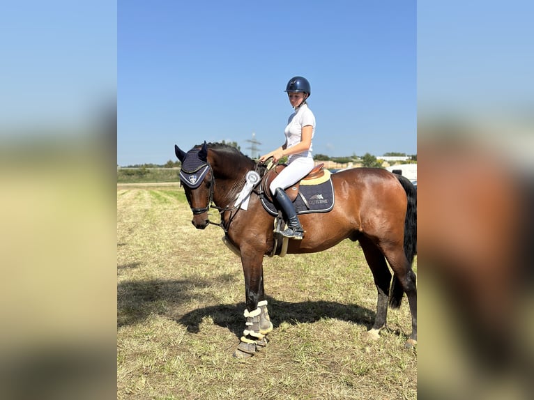 Deutsches Sportpferd Wallach 20 Jahre 168 cm Brauner in Wiesbaden