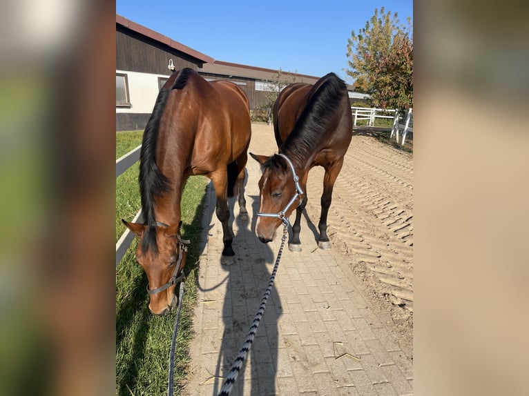 Deutsches Sportpferd Wallach 20 Jahre 168 cm Brauner in Müncheberg