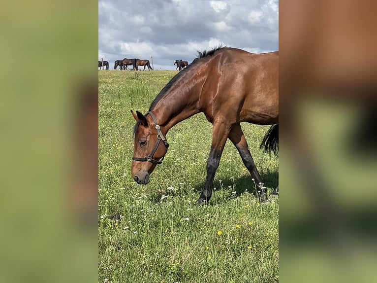 Deutsches Sportpferd Wallach 20 Jahre 168 cm Brauner in Müncheberg