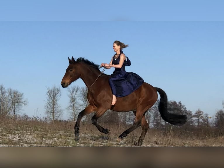 Deutsches Sportpferd Wallach 20 Jahre 168 cm Brauner in Müncheberg