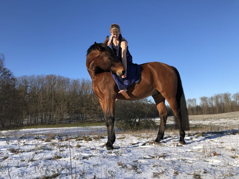 Deutsches Sportpferd Wallach 20 Jahre 168 cm Brauner in Müncheberg