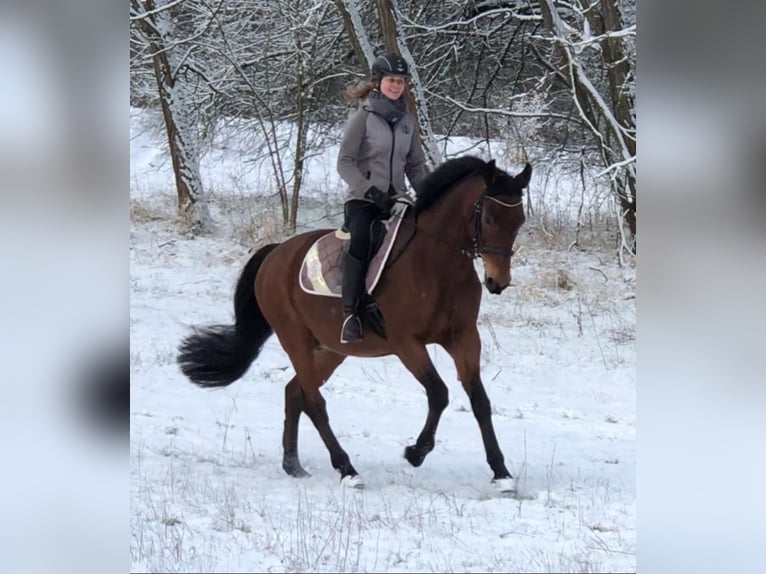 Deutsches Sportpferd Wallach 20 Jahre 168 cm Brauner in Müncheberg