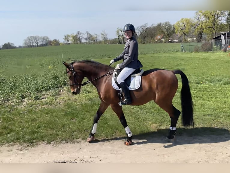 Deutsches Sportpferd Wallach 20 Jahre 168 cm Brauner in Müncheberg