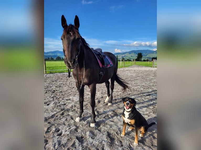 Deutsches Sportpferd Wallach 20 Jahre 175 cm Dunkelbrauner in Wangen SZ