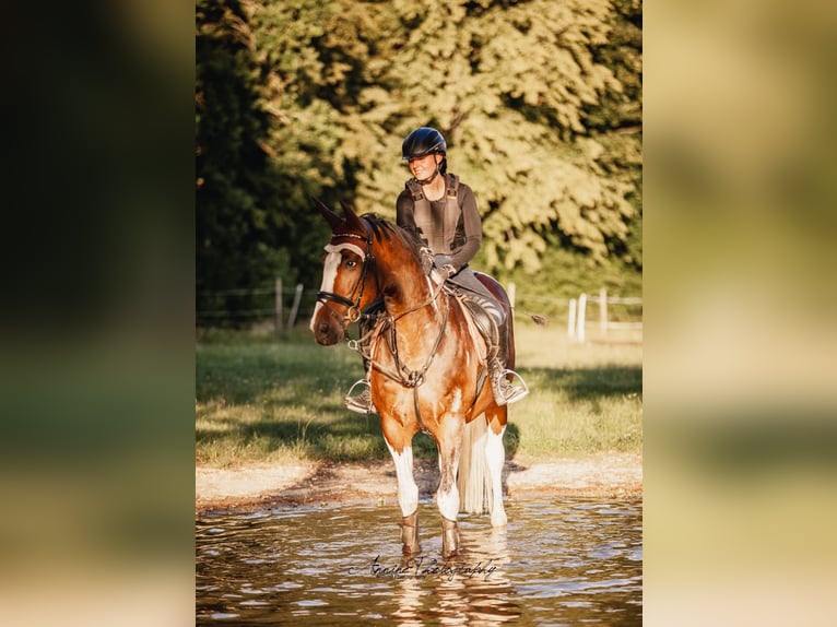 Deutsches Sportpferd Wallach 21 Jahre 163 cm Schecke in Deggingen