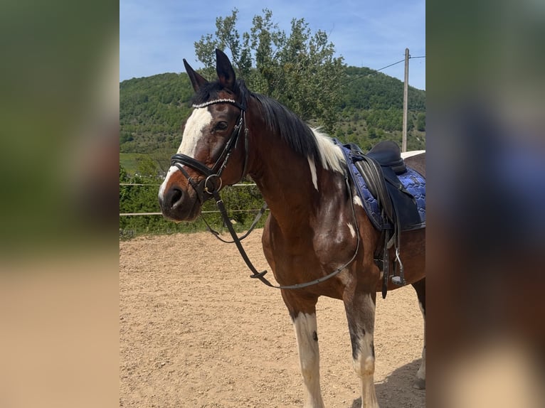 Deutsches Sportpferd Wallach 21 Jahre 163 cm Schecke in Deggingen