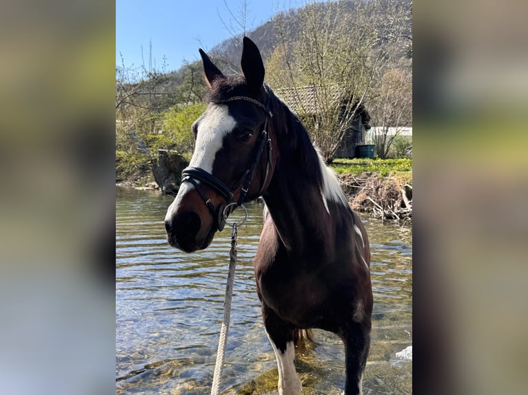 Deutsches Sportpferd Wallach 21 Jahre 163 cm Schecke in Deggingen