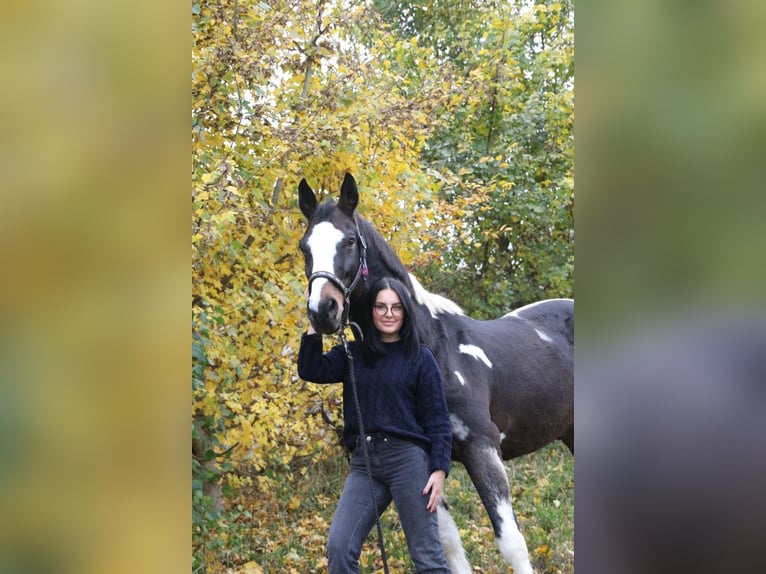 Deutsches Sportpferd Wallach 21 Jahre 163 cm Schecke in Deggingen