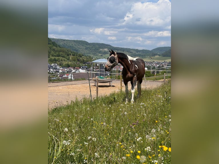 Deutsches Sportpferd Wallach 21 Jahre 163 cm Schecke in Deggingen