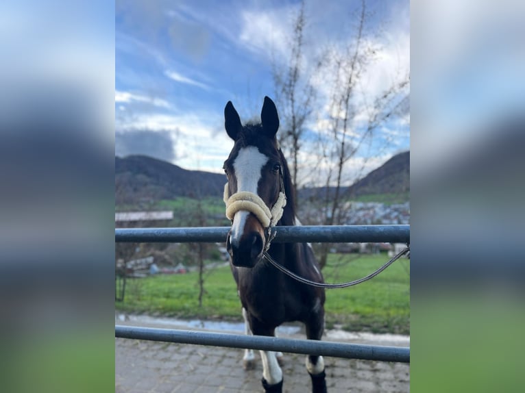 Deutsches Sportpferd Wallach 21 Jahre 163 cm Schecke in Deggingen