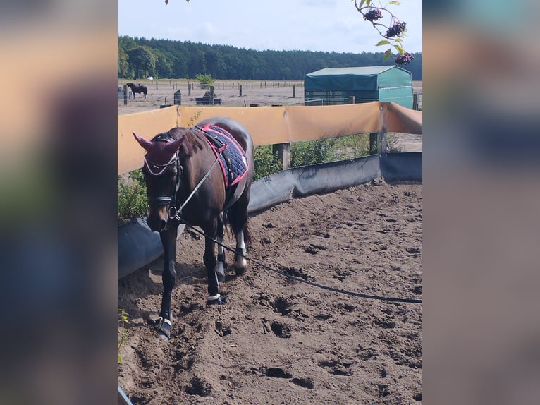 Deutsches Sportpferd Wallach 21 Jahre 165 cm Rappe in Perwenitz