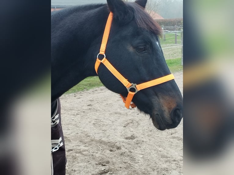 Deutsches Sportpferd Wallach 21 Jahre 165 cm Rappe in Perwenitz