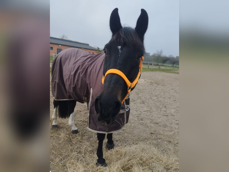 Deutsches Sportpferd Wallach 21 Jahre 165 cm Rappe in Perwenitz