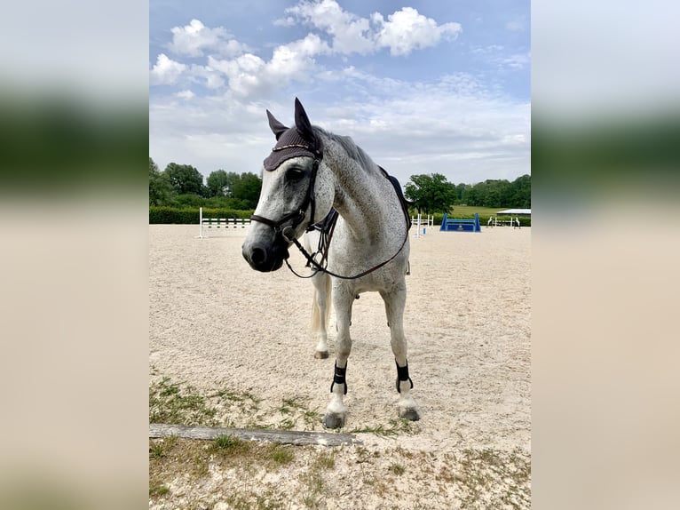 Deutsches Sportpferd Wallach 21 Jahre 168 cm Fliegenschimmel in Inning am Ammersee